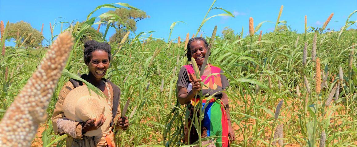 Des productrices relais dans une parcelle de sélection participative d’une nouvelle variété-population de mil dans la commune de Ambanisarika, Androy 2022 © K. Vom Brocke, Cirad